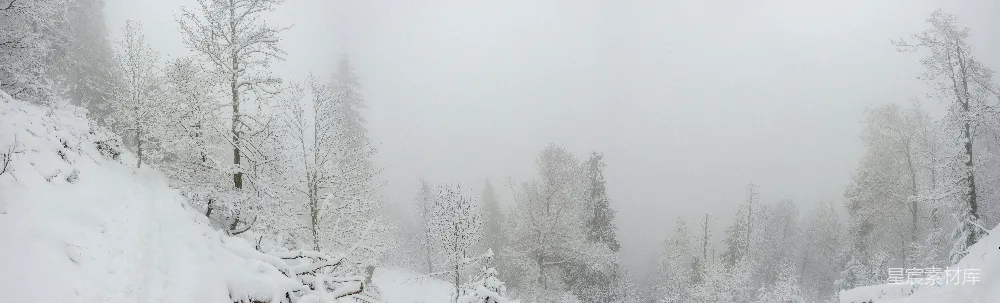 高清摄影 雪景 雾中 森林 冬季 自然 冬日雪景：雾中森林