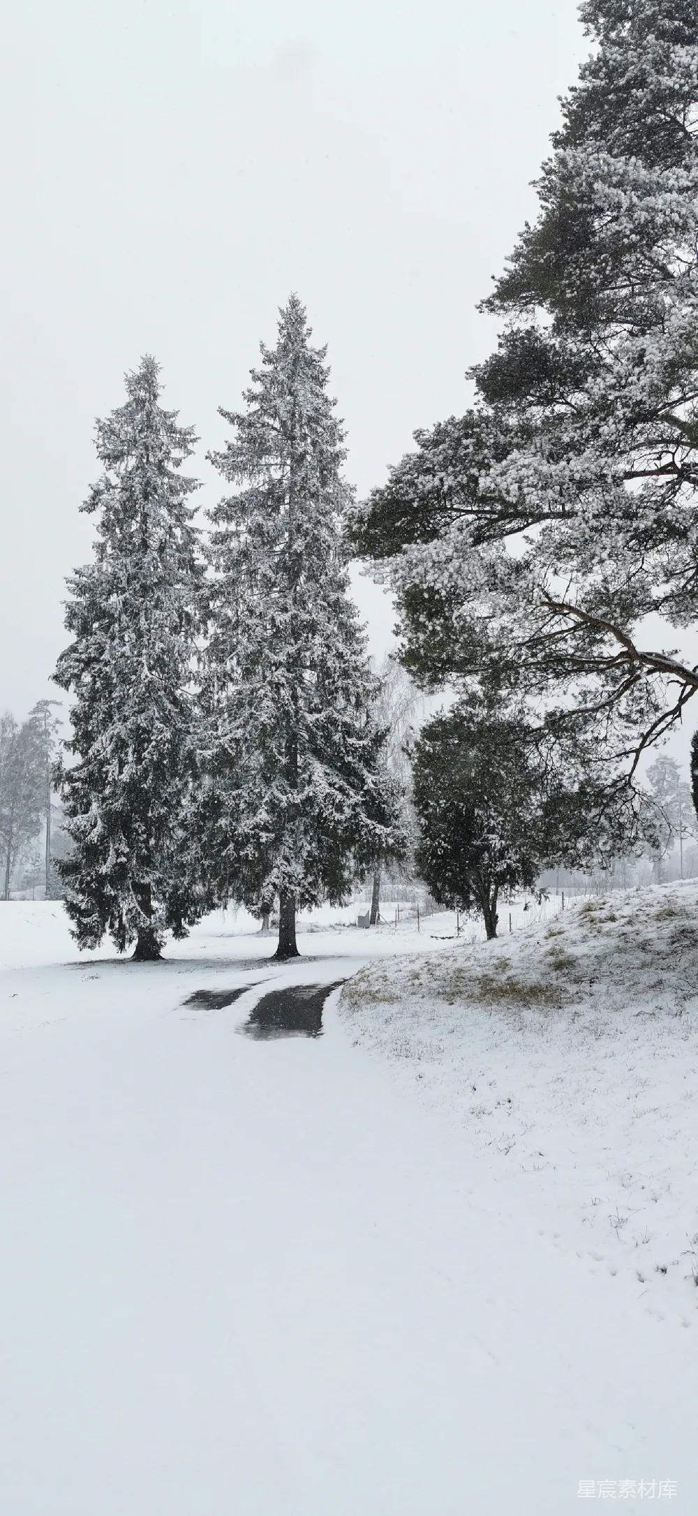 高清摄影 冬日 雪景 松树 自然风光 宁静 冬日雪景中的松树