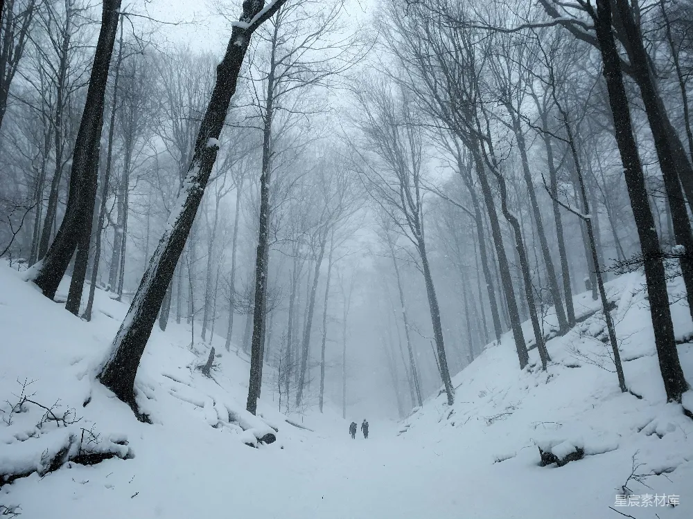 高清摄影 冬季 森林 雪景 自然 宁静 雪中的森林小径