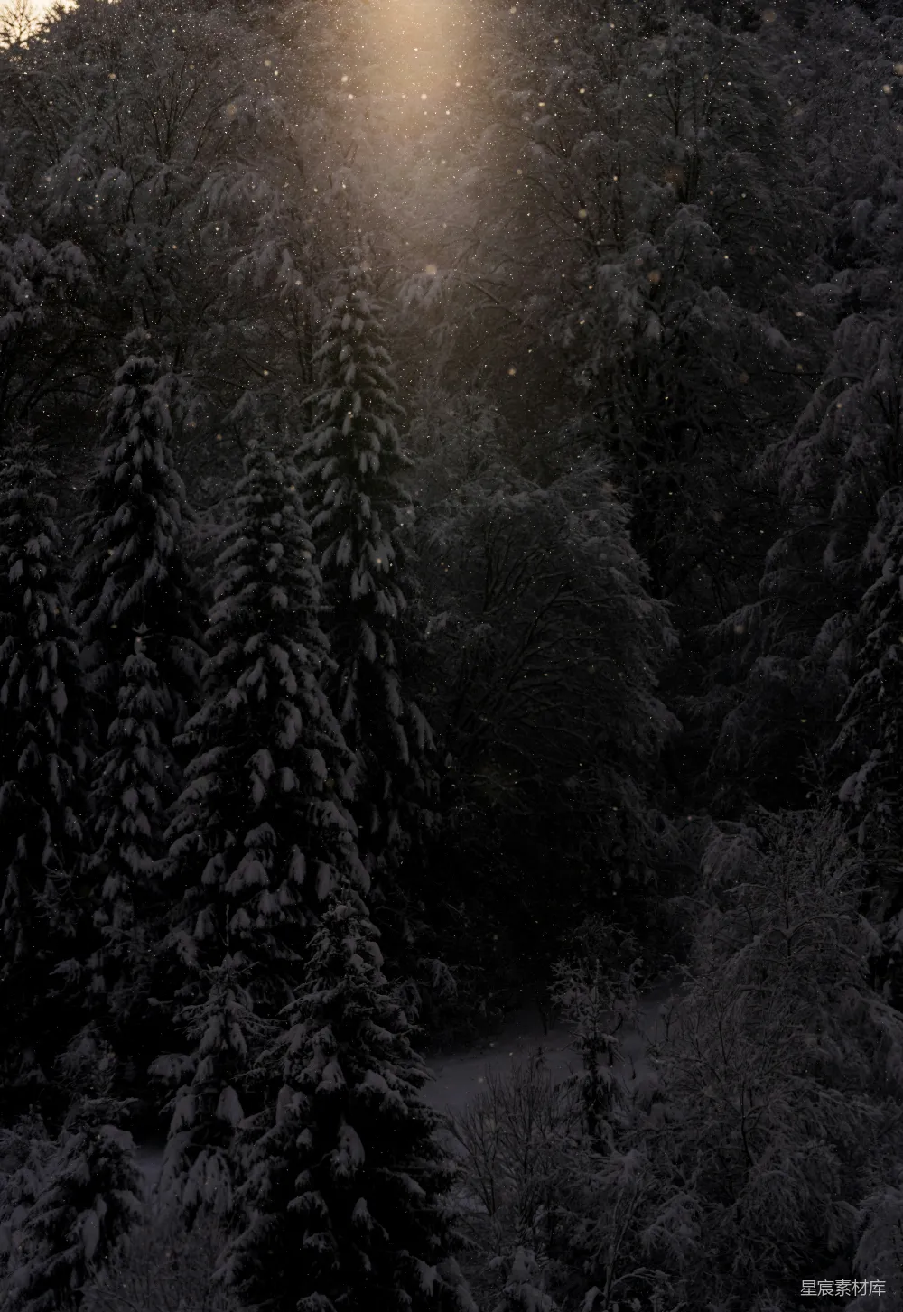 高清摄影 冬夜 雪景 森林 宁静 自然 冬夜雪景