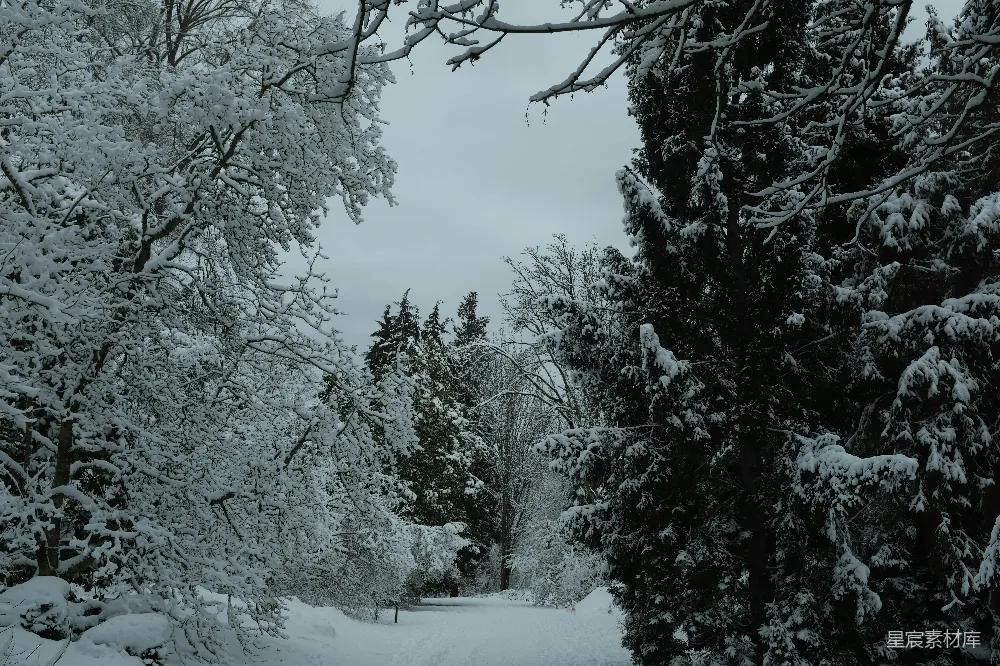 高清摄影 冬日 雪景 森林 小径 宁静 冬日雪景中的森林小径