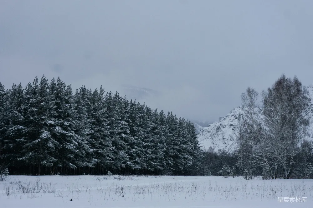 高清摄影 冬天 雪景 森林 岩石 宁静 冬日雪景中的森林与岩石