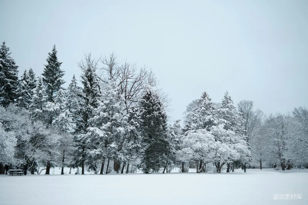 高清摄影 雪景 冬季 公园 自然 宁静 冬日雪景中的宁静公园
