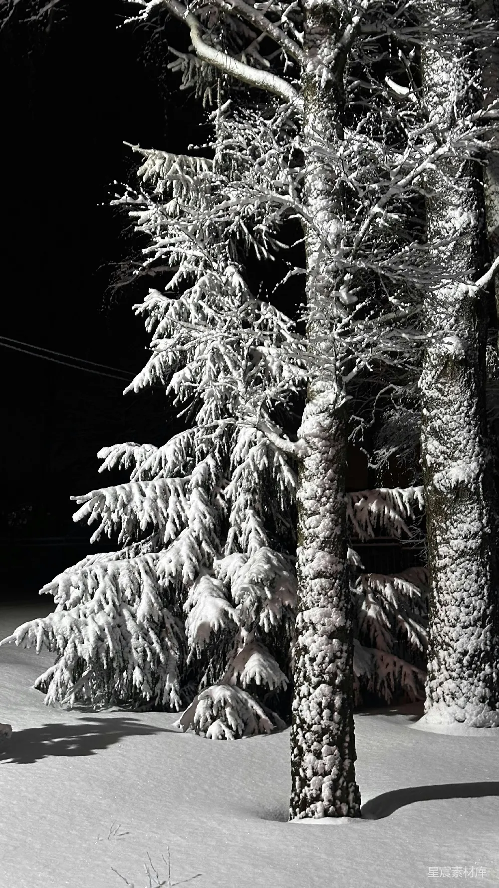 高清摄影 雪景 冬季 自然 宁静 冬日 雪后松树