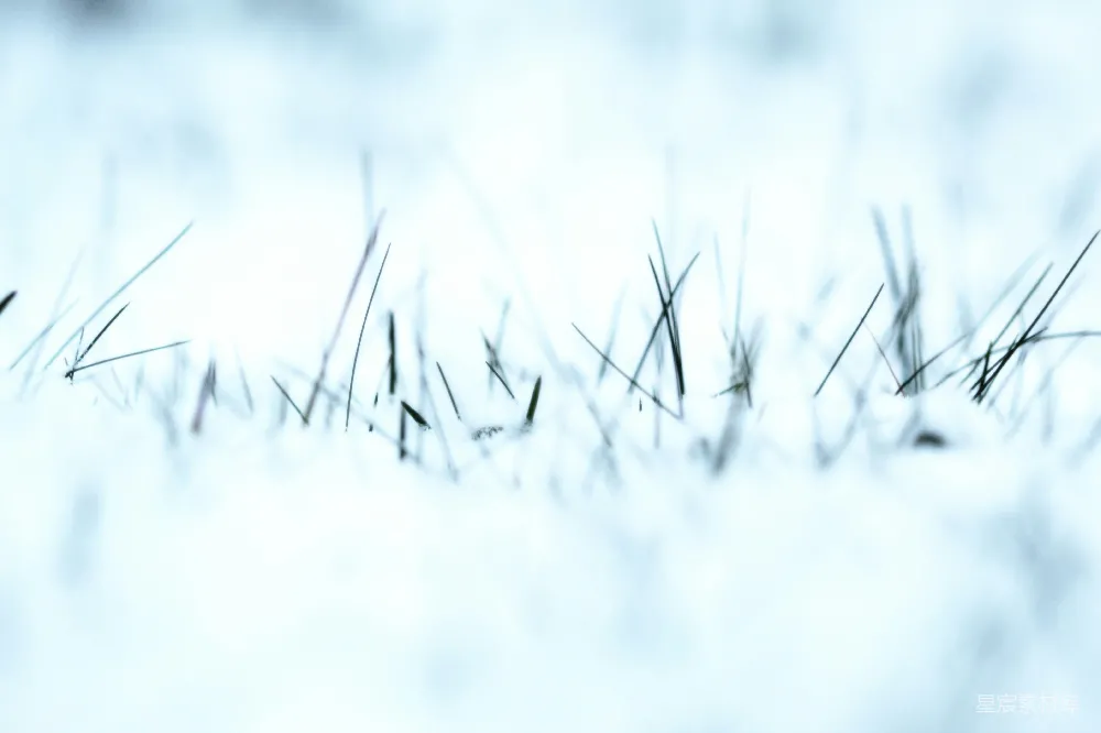 高清摄影 雪地 自然 冬日 静谧 微观 雪地中的草尖