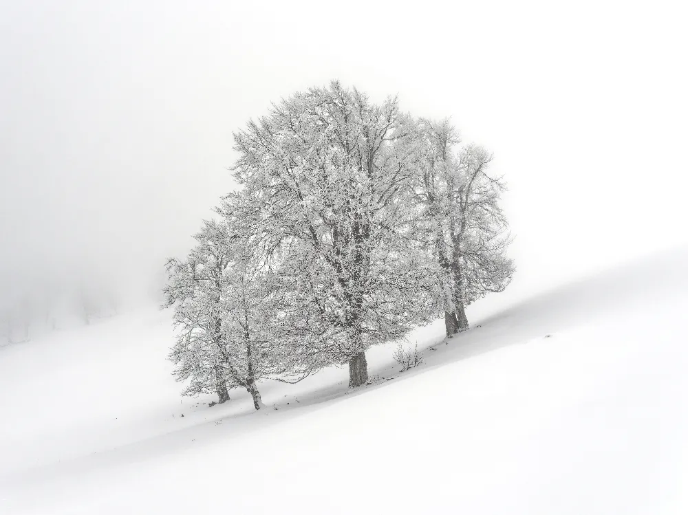 高清摄影 雪景 冬季 自然 冷调 静谧 冬日里的雪树