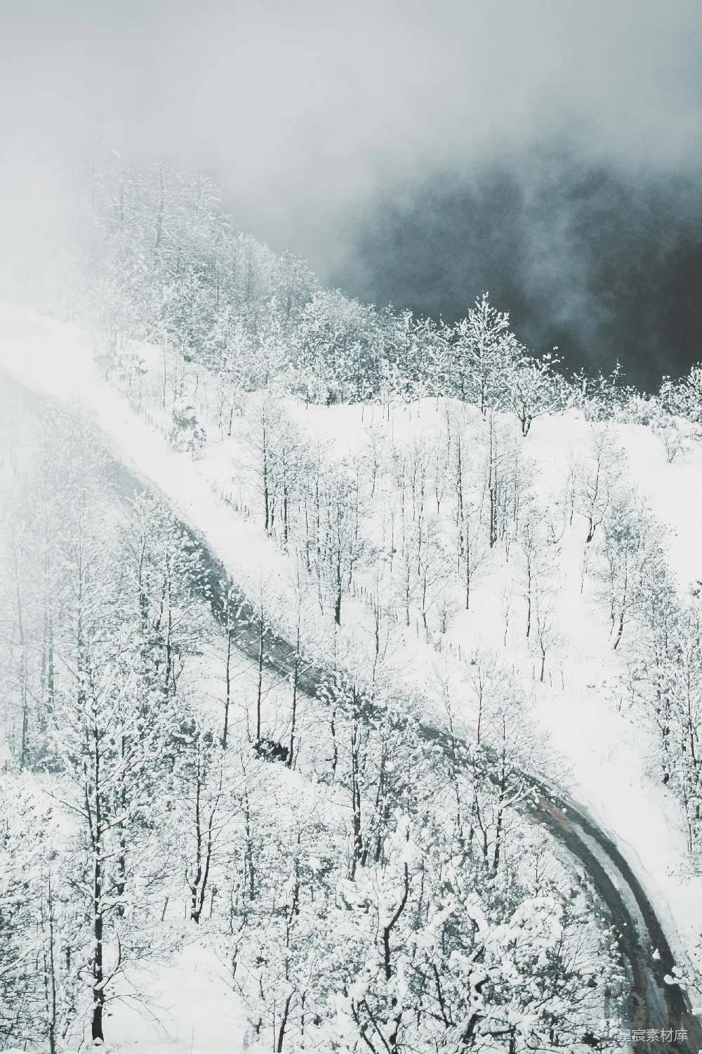 高清摄影 冬季 雪景 森林 雾气 自然 冬日雾中的森林