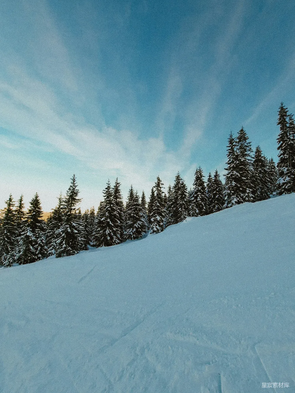 高清摄影 雪景 森林 冬季 宁静 自然 雪林中的宁静时光