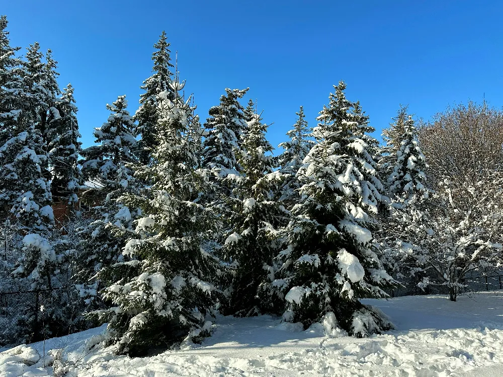 高清摄影 冬景 雪景 自然风光 户外 冬季 冬日雪景中的松树