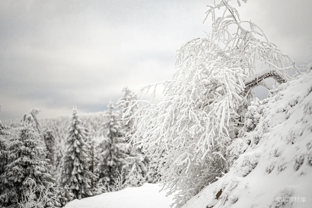 高清摄影 雪景 冬季 自然 山林 宁静 雪中的松树