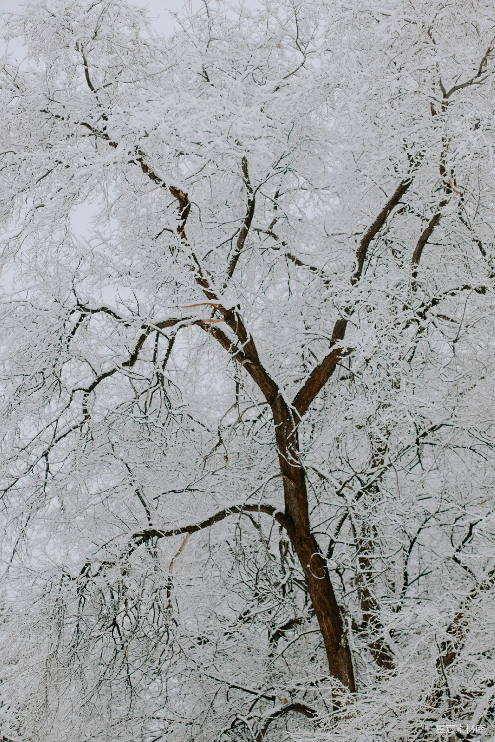 高清摄影 雪景 自然 冬季 枯木 宁静 冬日雪景中的枯树