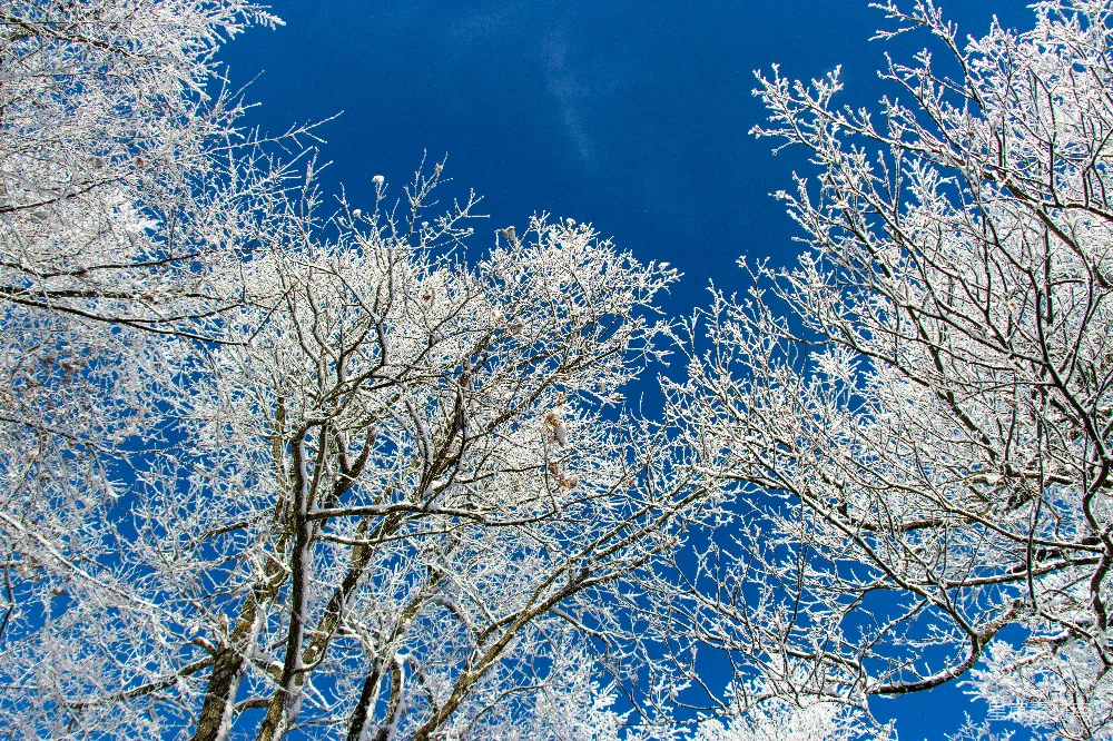 高清摄影 冬季 自然风光 雪景 蓝空 树枝 冬日晴空下的霜树