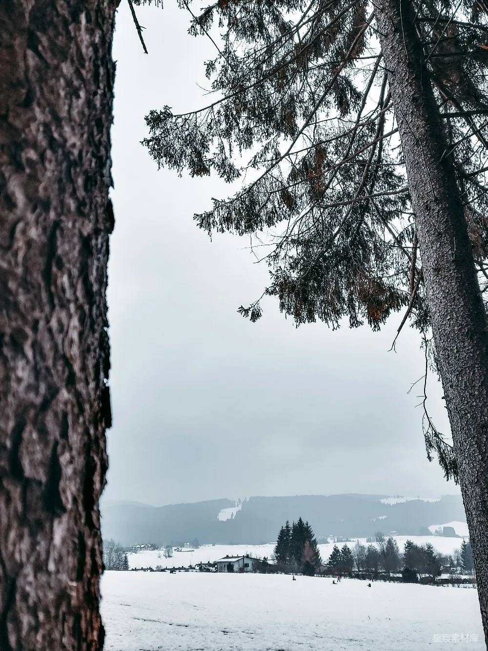 高清摄影 冬季 自然 雪景 森林 宁静 冬日森林的宁静视角