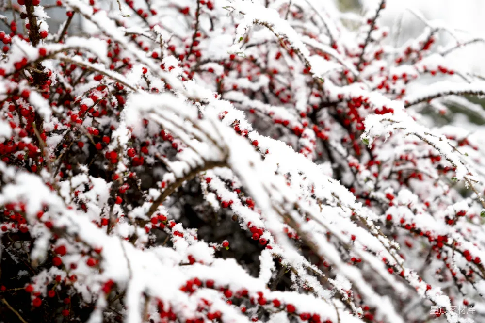 高清摄影 冬日 自然 红色 雪景 植物 雪后红果
