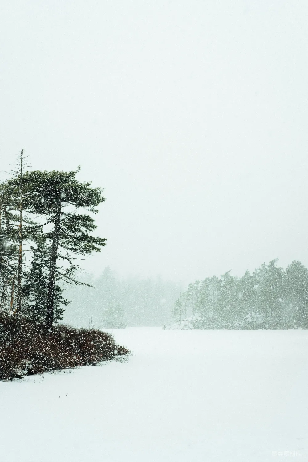 高清摄影 雪景 自然风光 冬季 宁静 森林 雪中的松树林