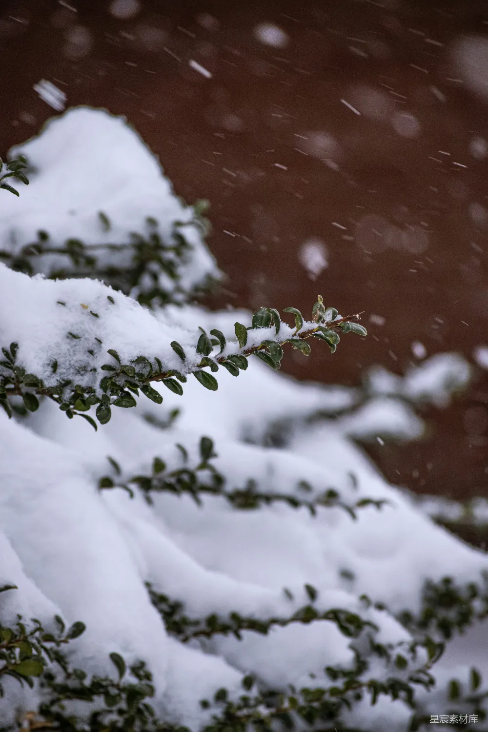 高清摄影 雪景 冬季 自然 植物 清新 雪中的绿色枝叶