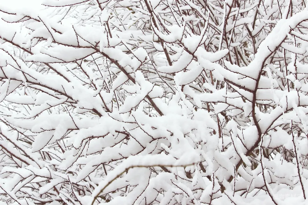 高清摄影 雪景 树枝 冬季 自然 宁静 雪覆枝头的宁静冬景