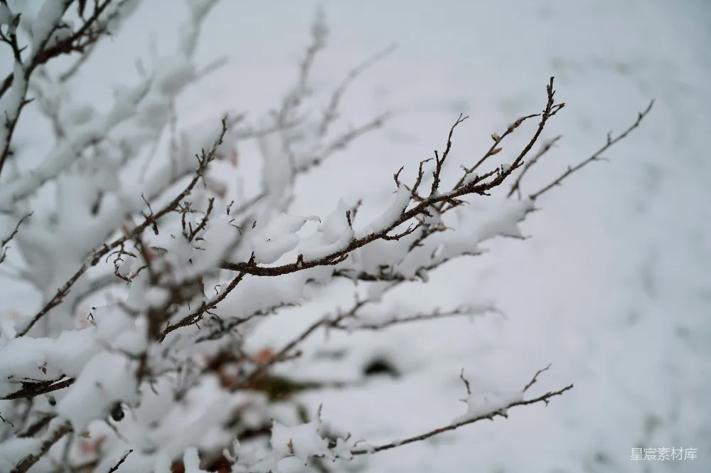 高清摄影 雪景 冬季 自然 树枝 宁静 冬日雪景