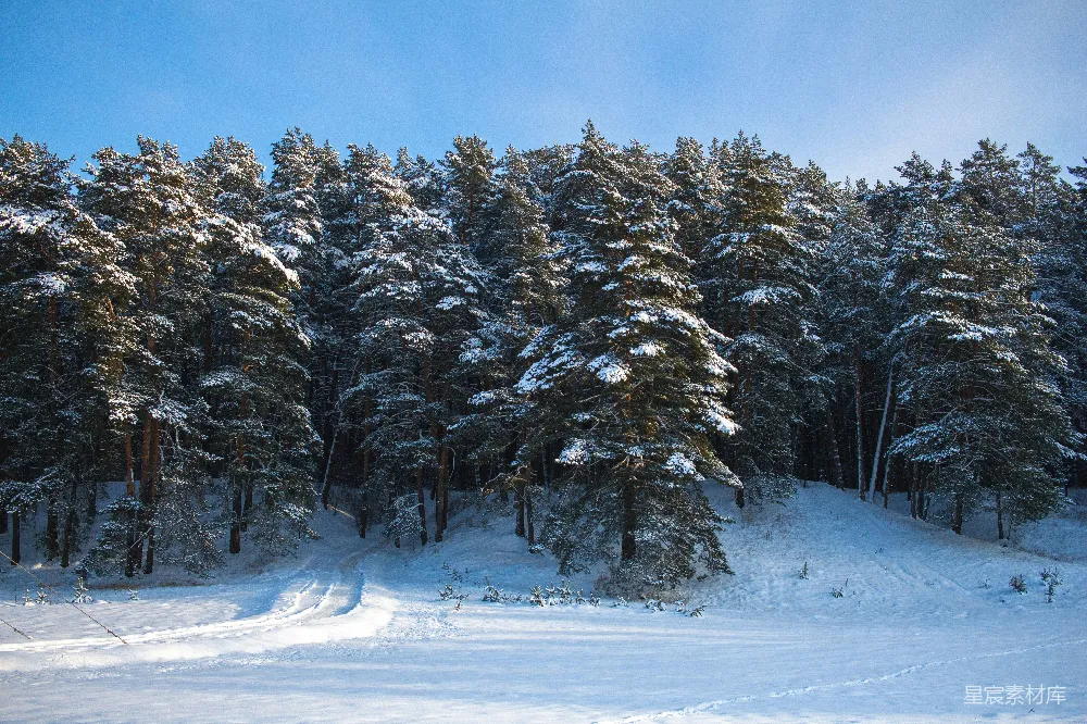 高清摄影 雪景 松树林 冬季 自然风光 宁静 冬日松林雪景