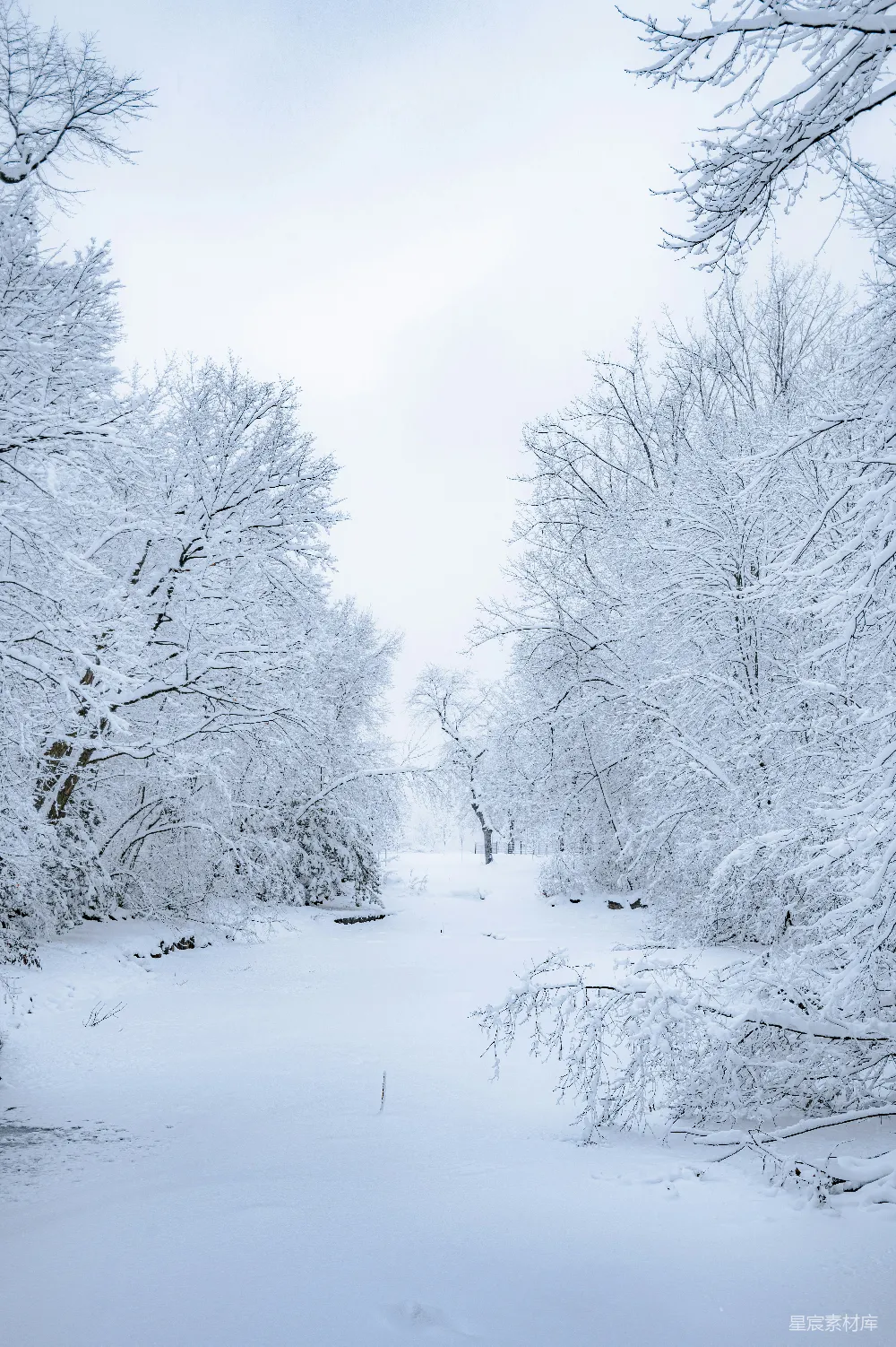 高清摄影 冬季 雪景 自然风光 宁静 户外 冬日雪景中的森林小径