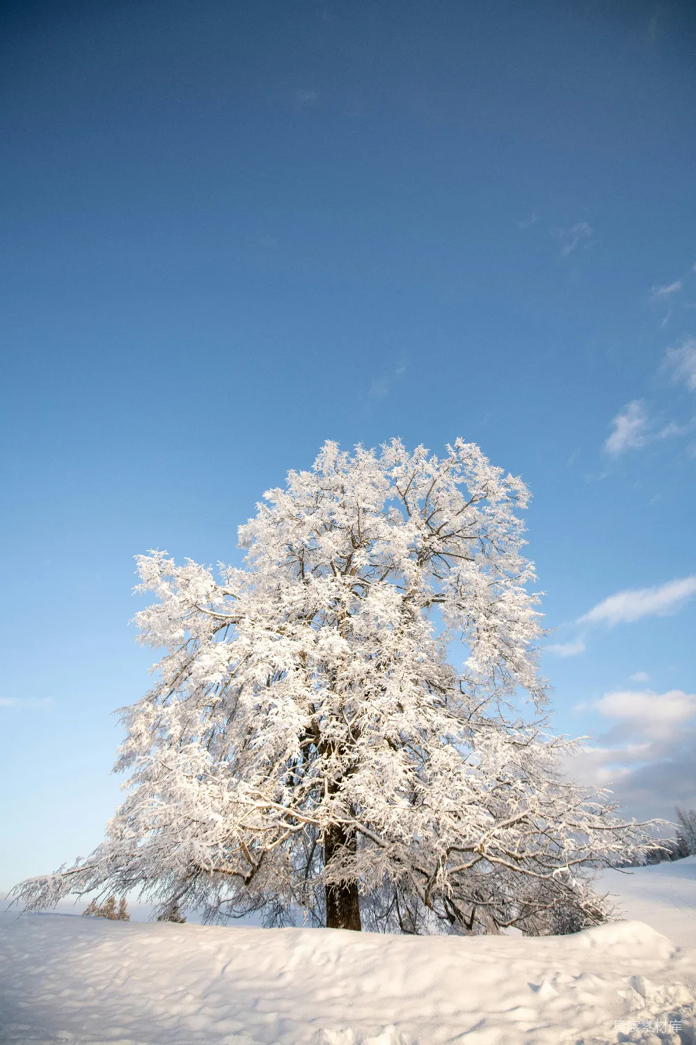 高清摄影 雪景 树木 冬季 自然风光 冷色调 冬日雪景中的孤树