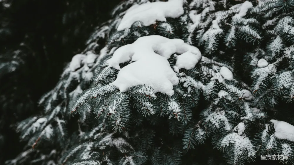 高清摄影 雪景 松树 冬季 自然 宁静 冬日松枝雪景