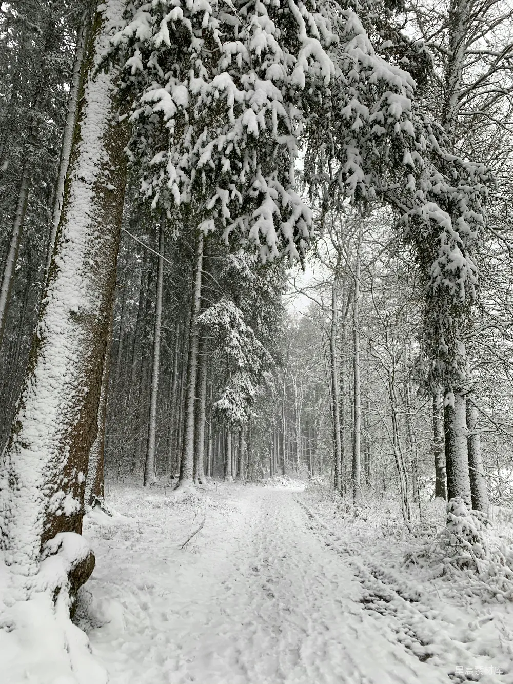 高清摄影 雪景 森林 冬季 自然 宁静 冬日雪林小径