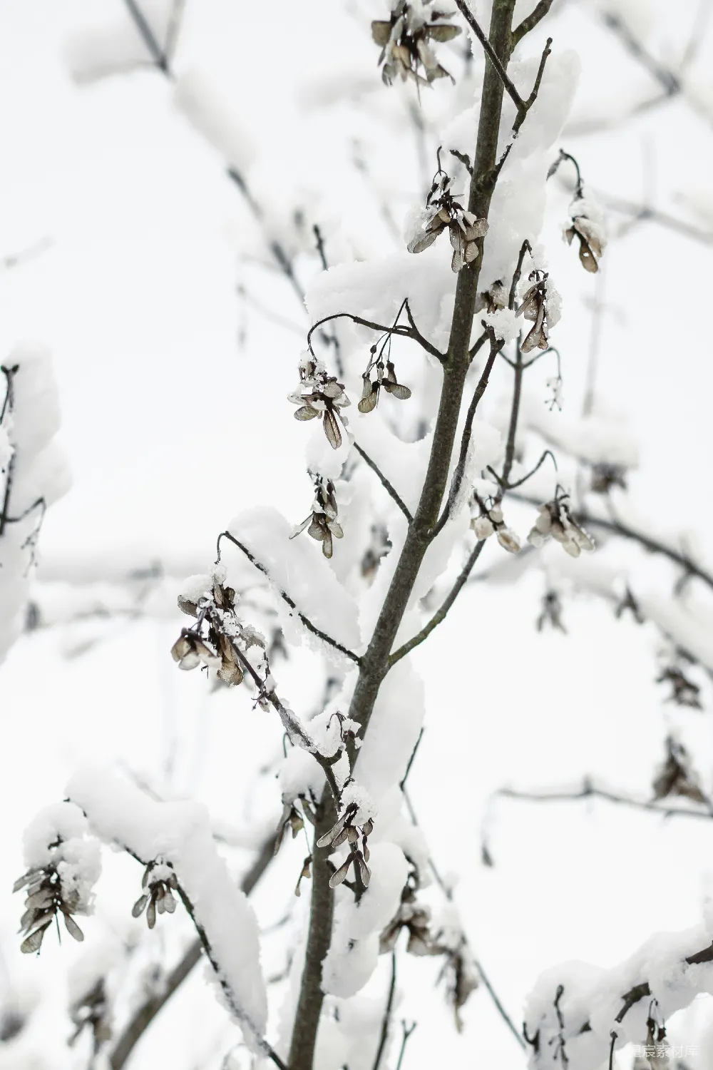 高清摄影 冬季 自然 雪景 树枝 静谧 雪后的树枝