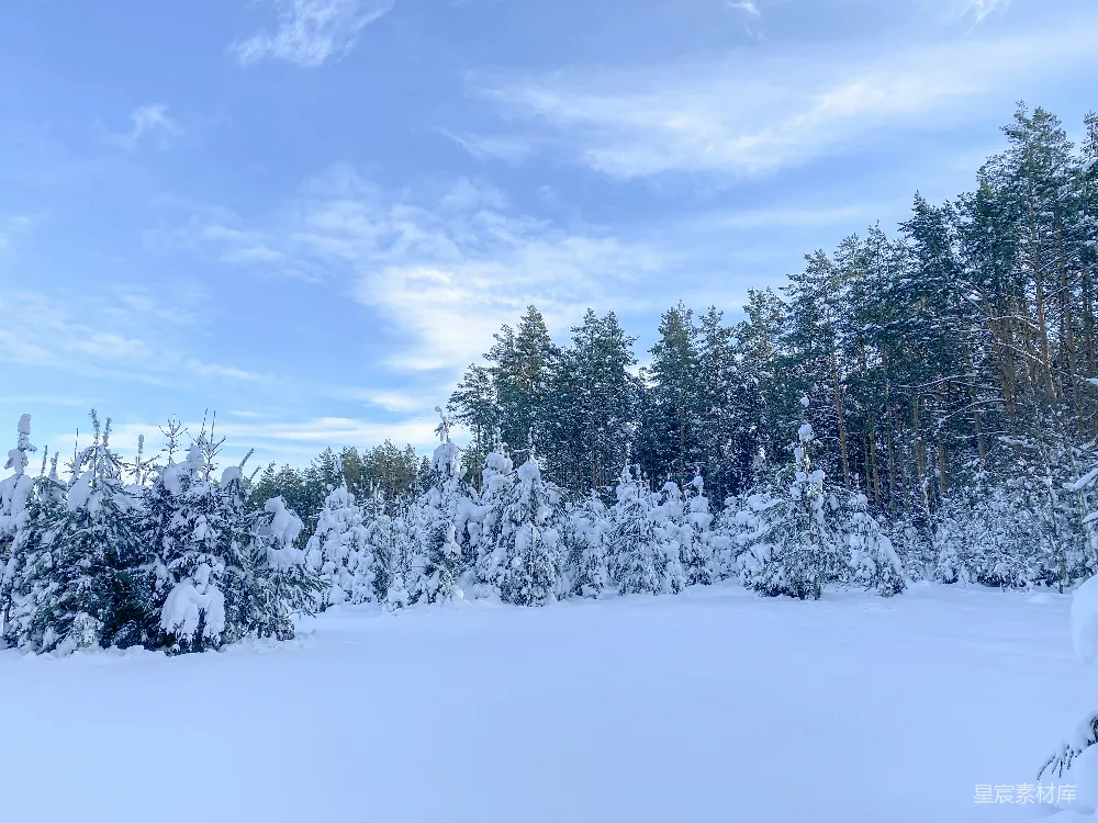高清摄影 雪景 冬季 自然 宁静 户外 雪后的森林