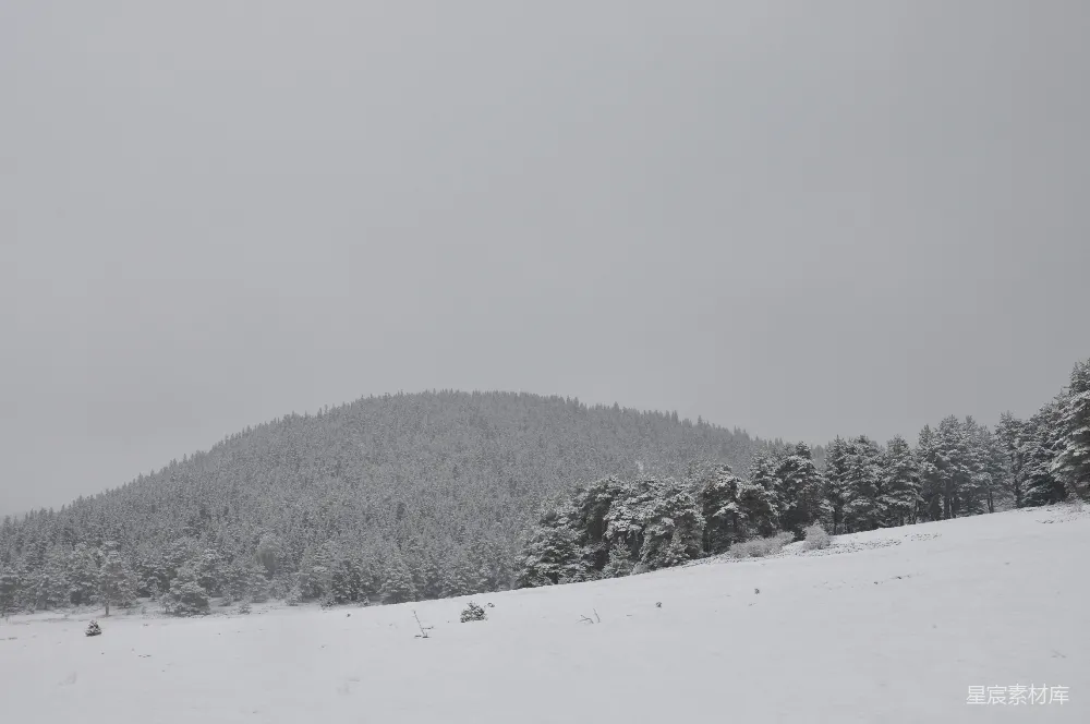高清摄影 雪景 森林 冬季 自然风光 宁静 冬日雪景中的森林