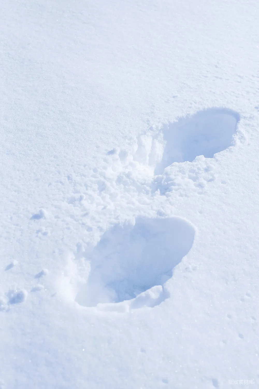 高清摄影 雪地 动物足迹 自然 户外 野生动物 雪地中的动物足迹