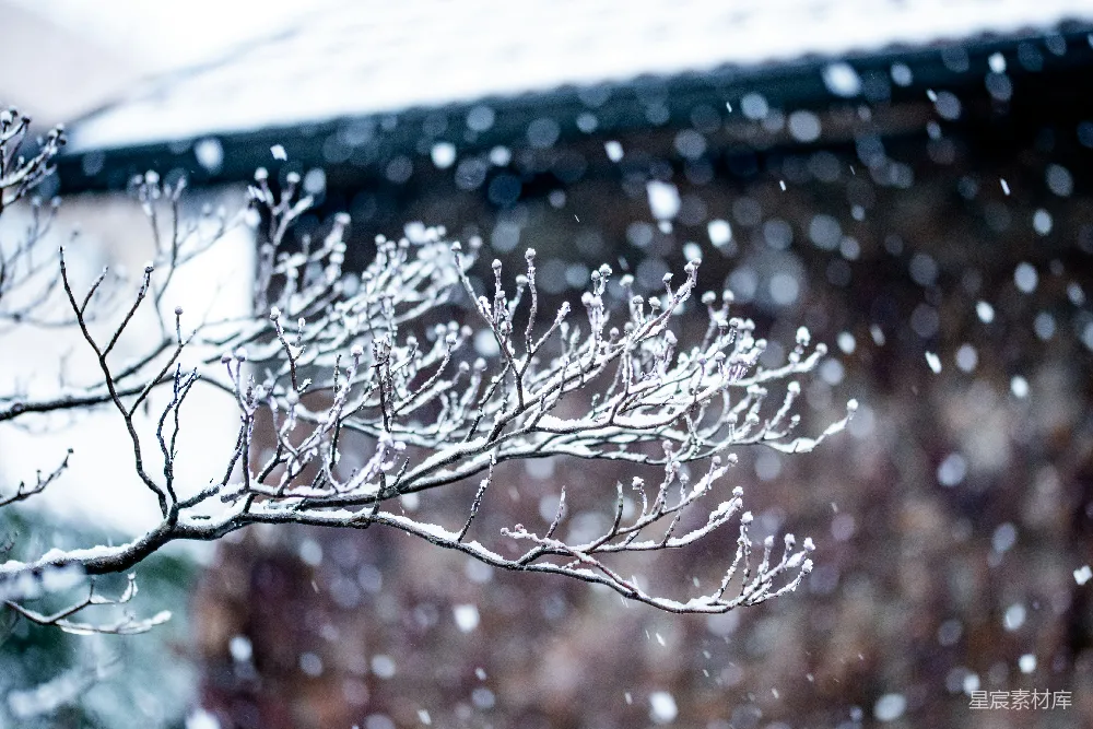 高清摄影 冬景 自然 雪 树枝 宁静 冬日雪景中的树枝