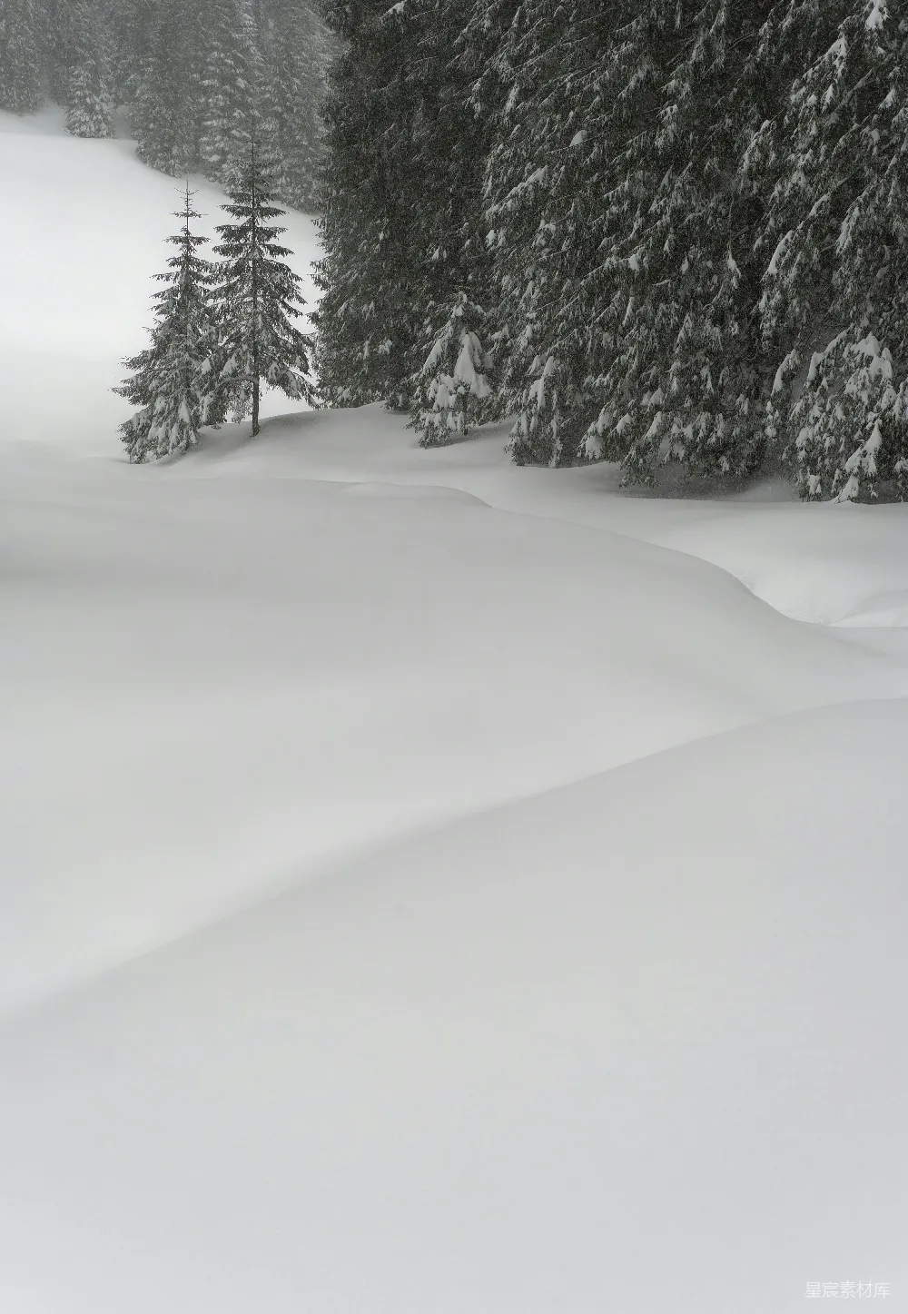 高清摄影 雪景 自然风光 冬季 森林 宁静 雪中的松树林