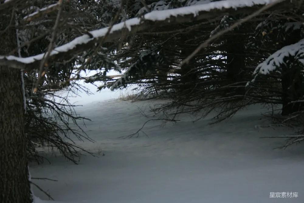 高清摄影 冬景 森林 雪景 宁静 自然 冬日森林的静谧