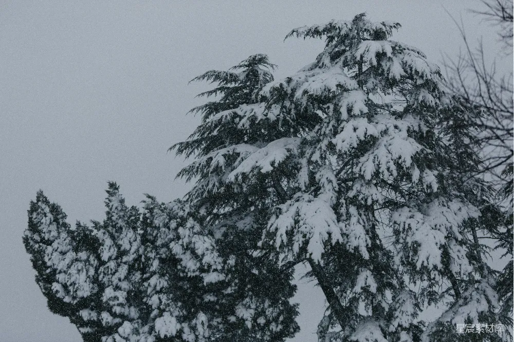 高清摄影 冬日 雪景 松柏 自然 冬季 冬日松柏雪景
