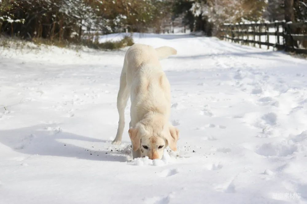 高清摄影 金毛寻回犬 雪景 宠物 户外 自然 雪地里的金毛寻回犬