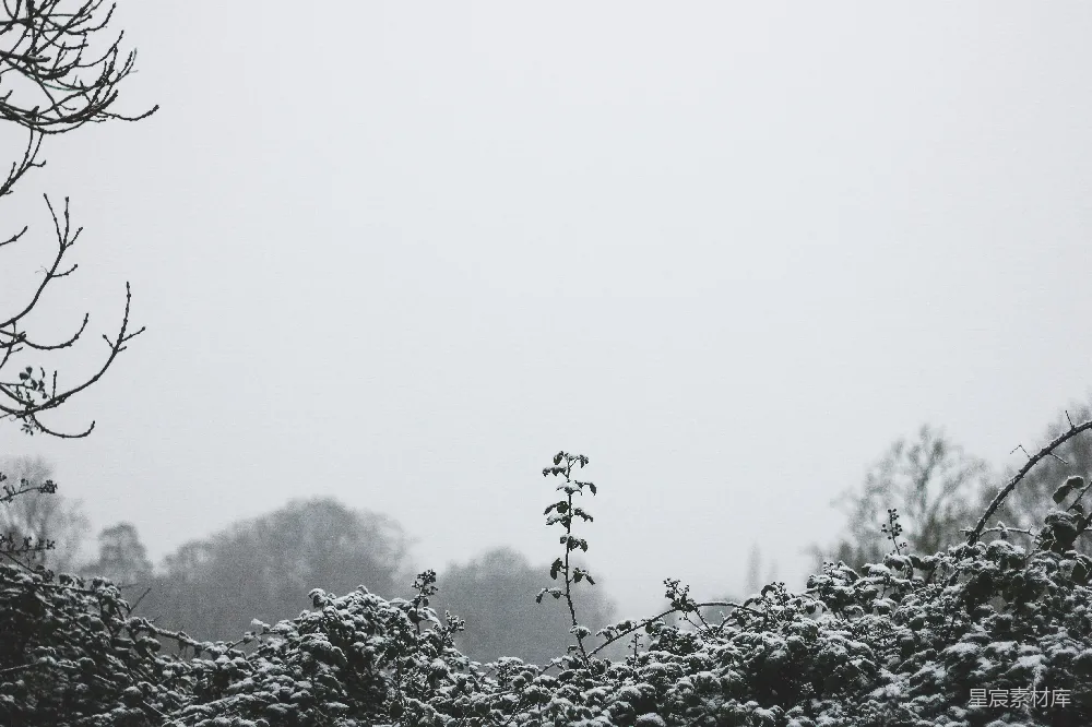 高清摄影 雪景 冬季 自然风光 宁静 寒冷 冬日雪景