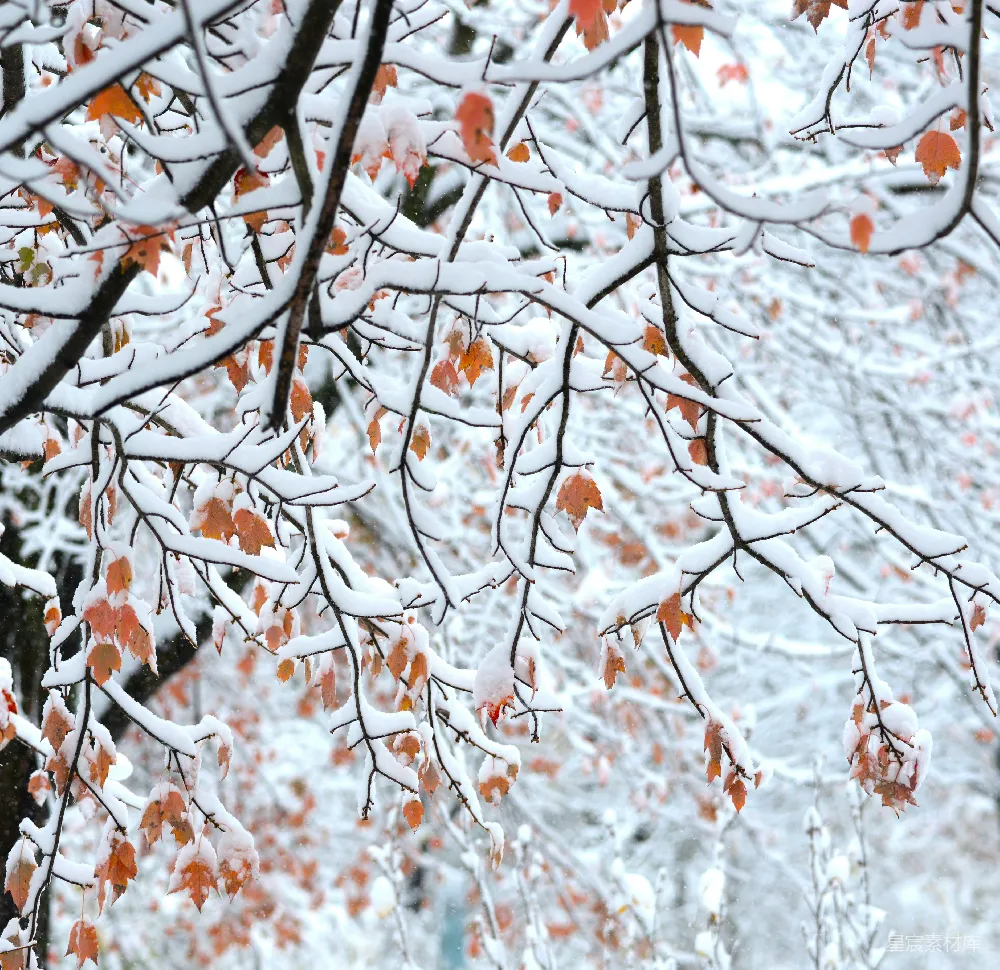 高清摄影 冬景 雪景 自然 秋季 宁静 冬日初雪中的枫叶