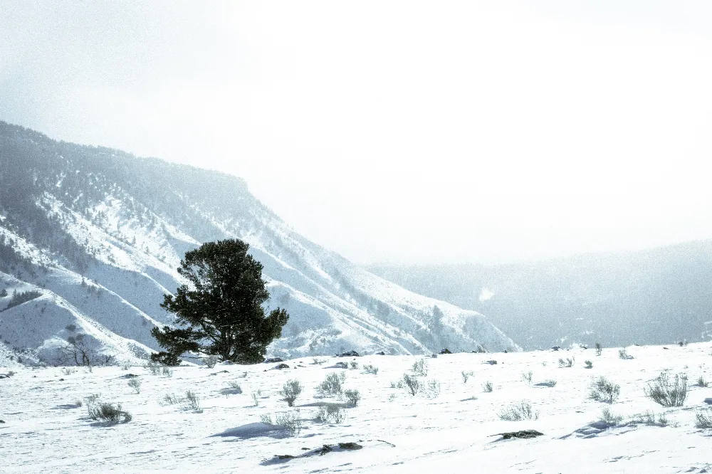 高清摄影 雪景 孤独树 自然风光 冬季 宁静 雪中的孤独树