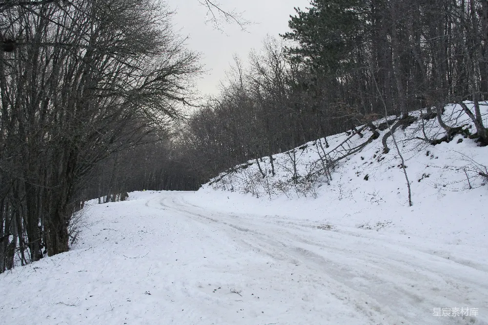 高清摄影 雪地 森林 小径 冬季 自然 冬日雪地小径