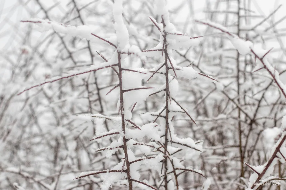 高清摄影 雪景 自然 冬季 树枝 宁静 冬日雪景中的枝条