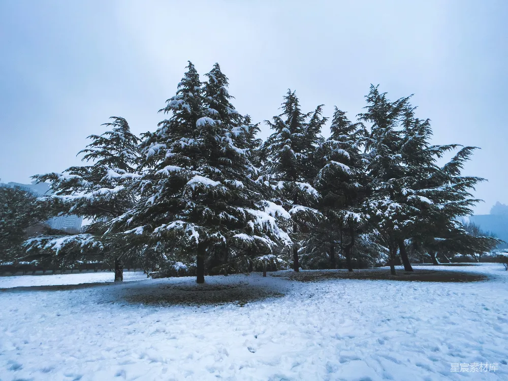 高清摄影 冬日 雪景 松树 自然 宁静 冬日雪景中的松树