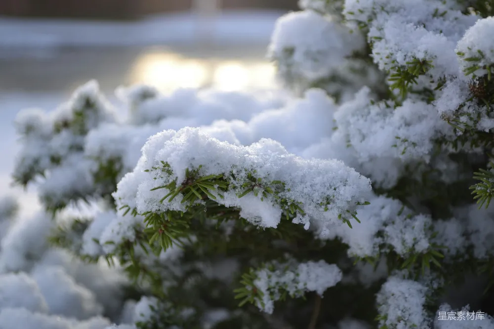 高清摄影 雪景 冬日 自然 松树 宁静 冬日雪景中的松树枝