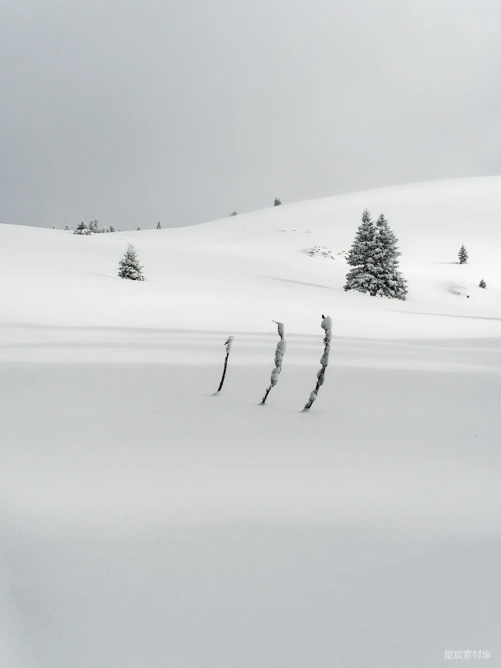 高清摄影 雪景 冬季 自然 孤独 静谧 雪地中的孤独树