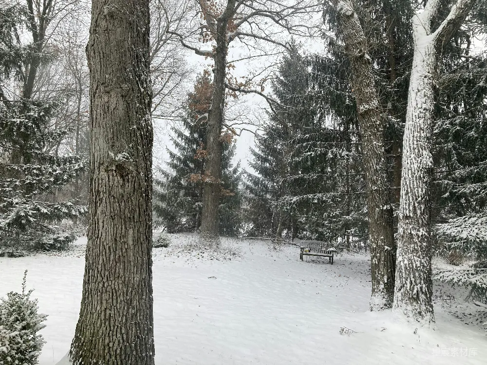 高清摄影 冬日 雪景 宁静 自然 公园 冬日雪景中的宁静小径