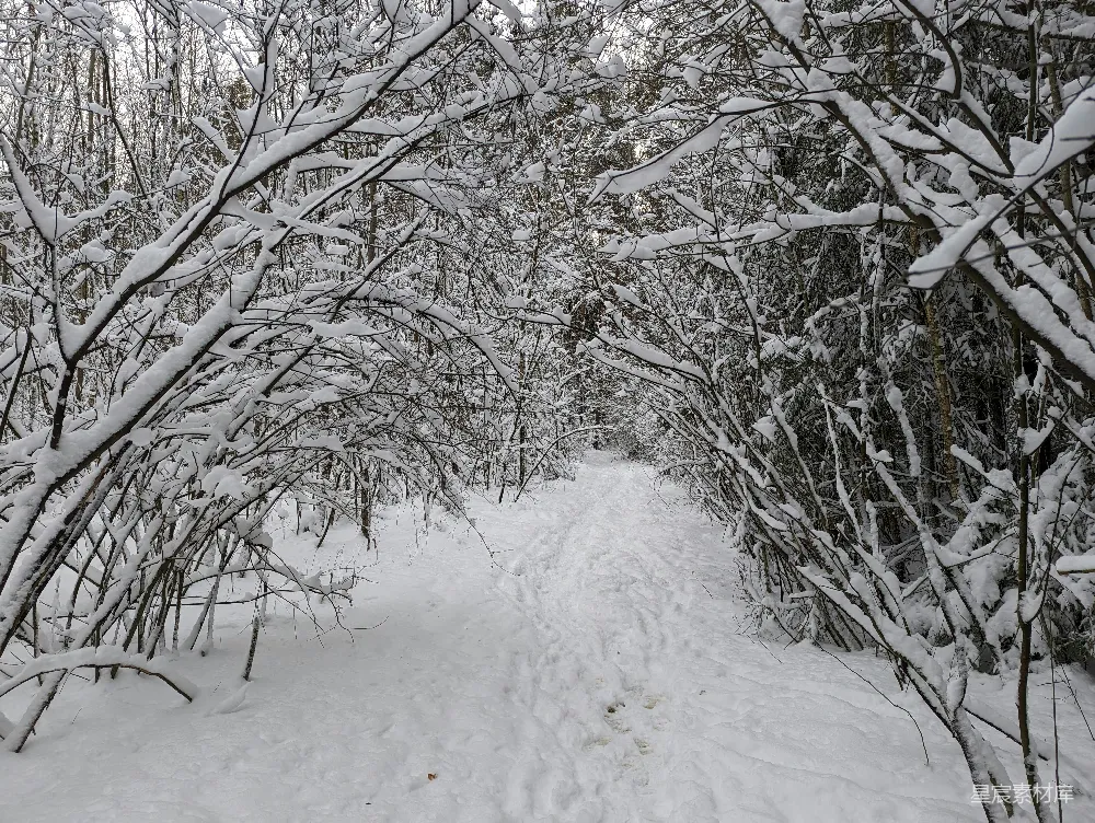 高清摄影 雪景 森林 自然 冬季 宁静 雪后森林小径
