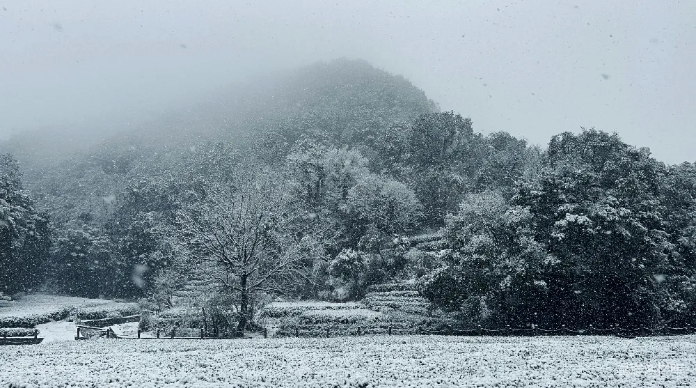 高清摄影 雪景 自然风光 冬季 山林 宁静 雪落山林