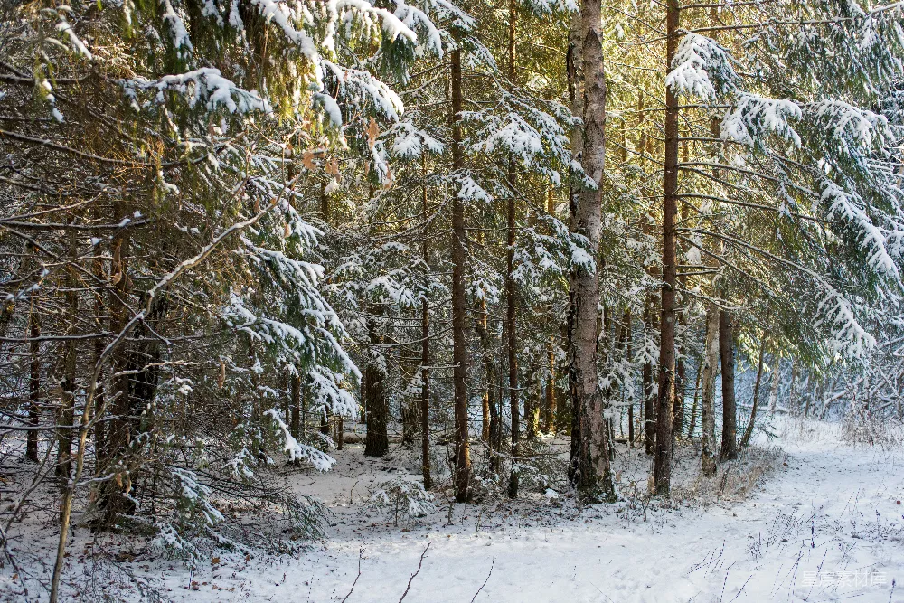 高清摄影 雪景 森林 冬季 自然 宁静 冬日雪林