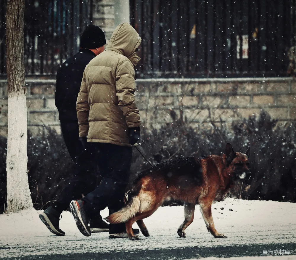 高清摄影 雪景 宠物 冬季 户外活动 亲密关系 雪中漫步的德国牧羊犬