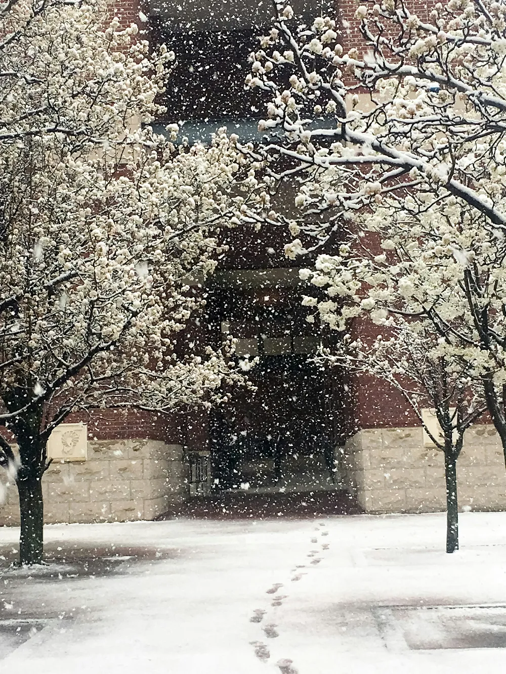 高清摄影 雪景 花朵 古建筑 自然 宁静 雪中盛开的花朵与古建筑